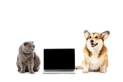 webaction|webaction animaux.